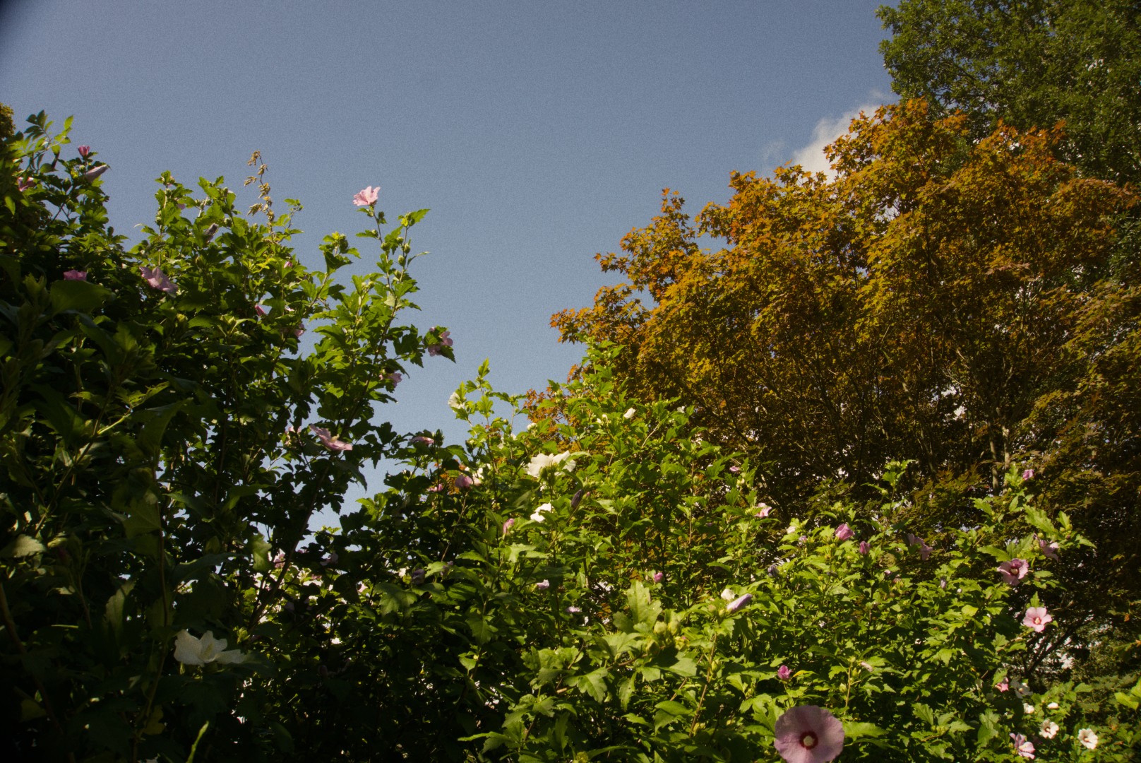 A warm-toned rose of sharon bush blooms, looking up at the sky